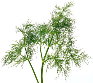 Organic Bouquet Dill - Anethum graveolens - The Living Seed Company LLC