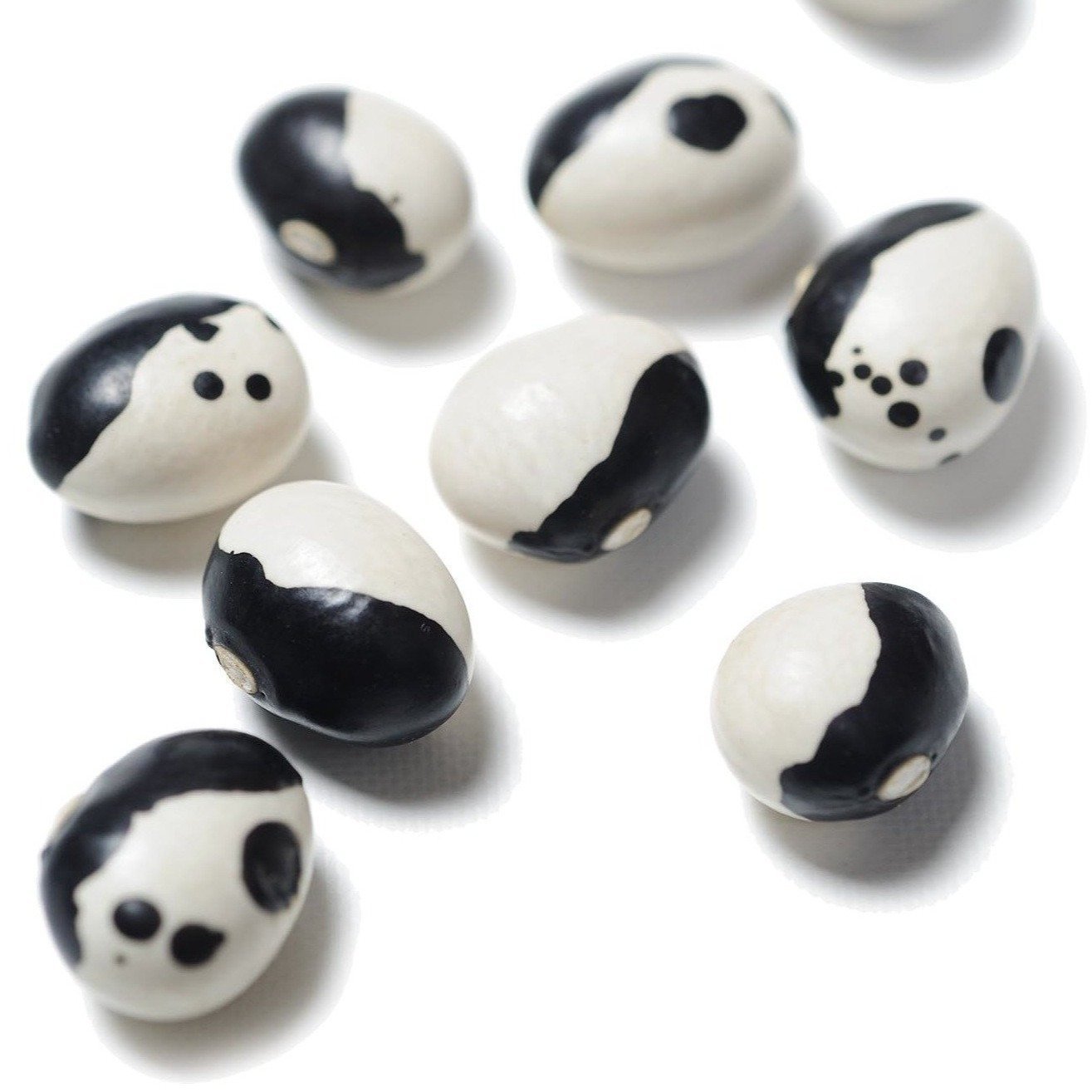 Organic Calypso (Orca, Ying-Yang) Bush Bean Seeds -  Phaseolus vulgaris | The Living Seed Company LLC