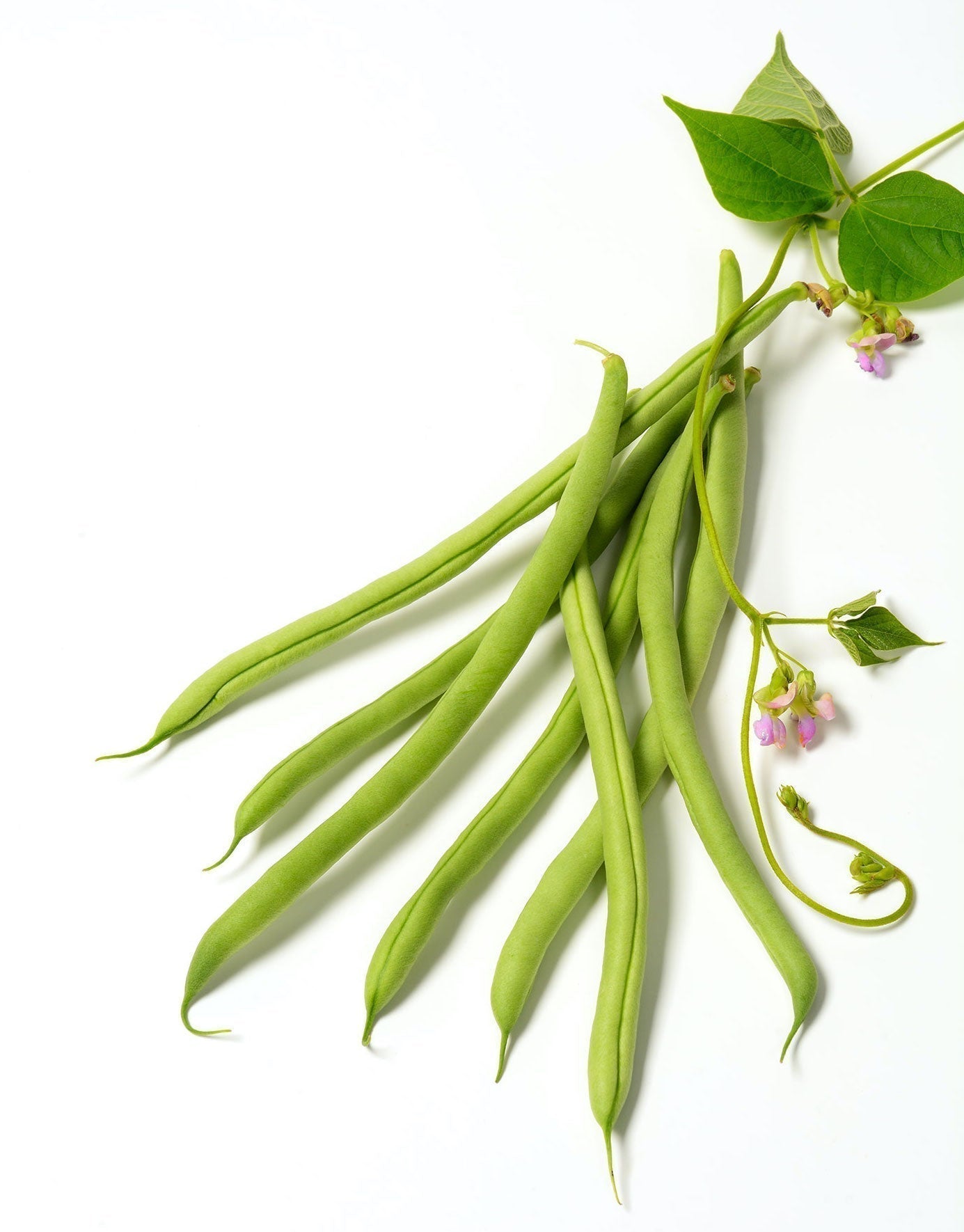 Organic Cobra Bean Seeds | Open-Pollinated, Non-GMO – The Living