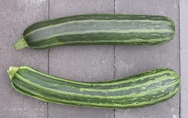 Organic Cocozelle Summer Zucchini - Cucurbita pepo The Living Seed