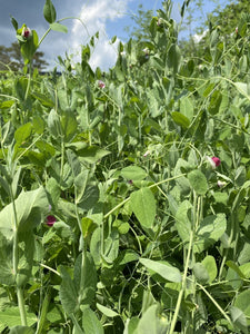 Organic Cover Crop Mix - Field Peas | Oats | Vetch | The Living Seed Company LLC