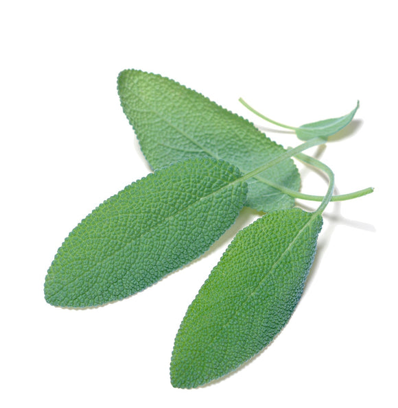 Organic Culinary Sage Seeds - Salvia officinalis | The Living Seed Company LLC