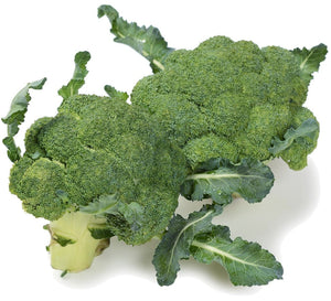 Organic De Cicco Broccoli - Brassica oleracea - The Living Seed Company LLC