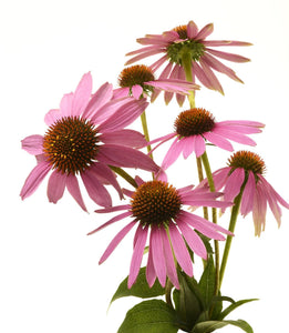 Organic Echinacea - Echinacea purpurea - The Living Seed Company LLC