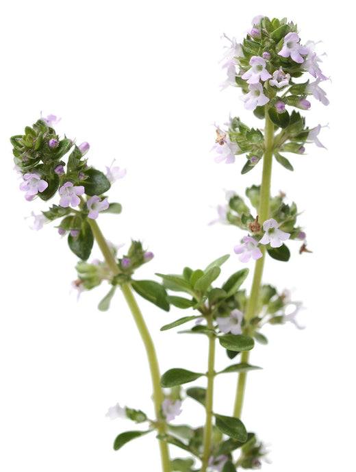 thyme garden seed company Organic English Thyme - Thymus vulgaris