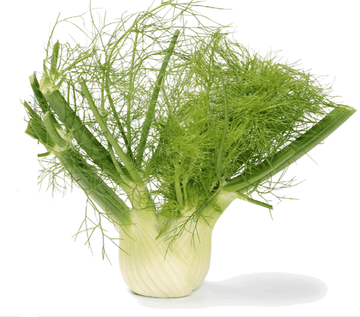 where to buy fennel seeds for planting Organic Florence Fennel Seeds – Heirloom Non-GMO Bulb Fennel Variety