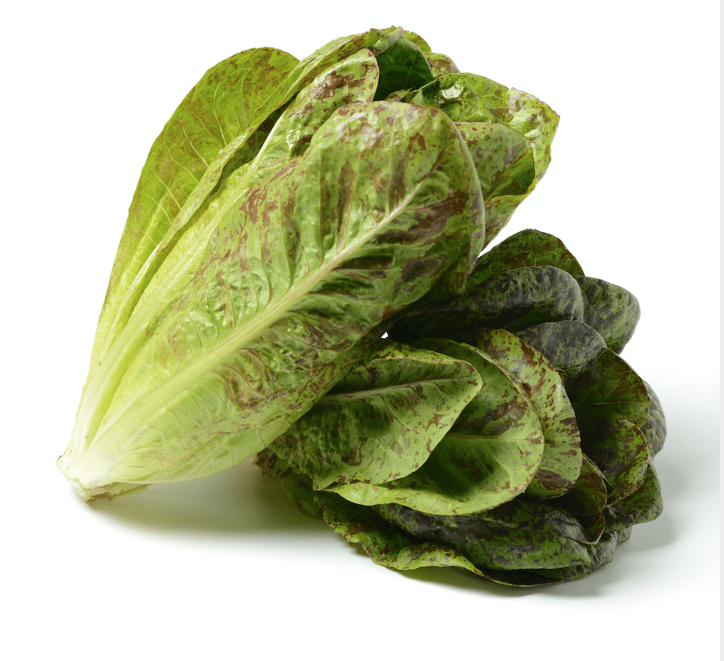 Organic Freckles Lettuce Seeds - Lactuca sativa | The Living Seed Company LLC