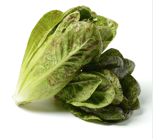 Organic Freckles Lettuce Seeds - Lactuca sativa | The Living Seed Company LLC