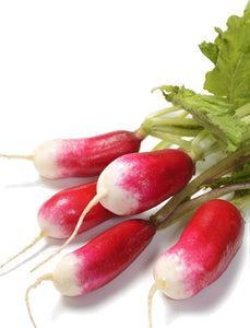 Organic French Breakfast Radish - Raphamus sativus - The Living Seed Company LLC