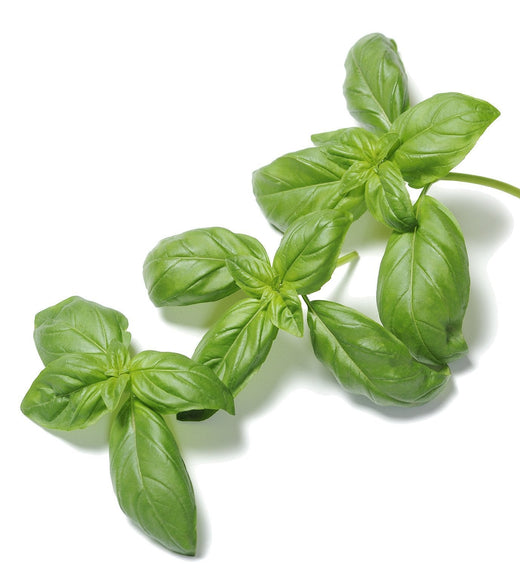 organic basil seeds for planting Organic Genovese Basil