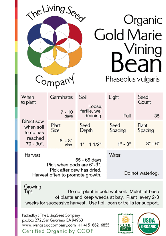 Organic Gold Marie Vining Bean - Phaseolus vulgaris - The Living Seed Company LLC