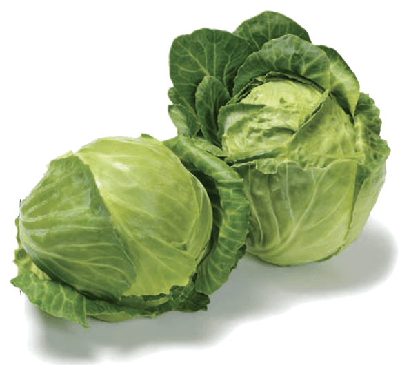 Organic Golden Acre Cabbage - Brassica oleracea - The Living Seed Company LLC