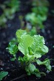 Organic Green Wave Mustard - Brassica juncea - The Living Seed Company LLC