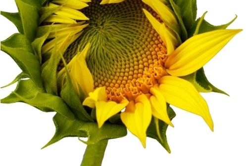 Organic Grey Striped Mammoth Sunflower - Helianthus annuus - The Living Seed Company LLC