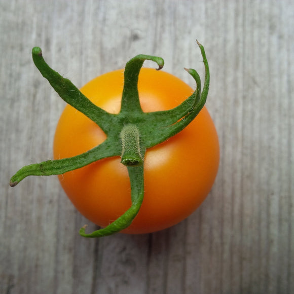 Organic Jaune Flamme Tomato - Solanum lycopersicum - The Living Seed Company LLC