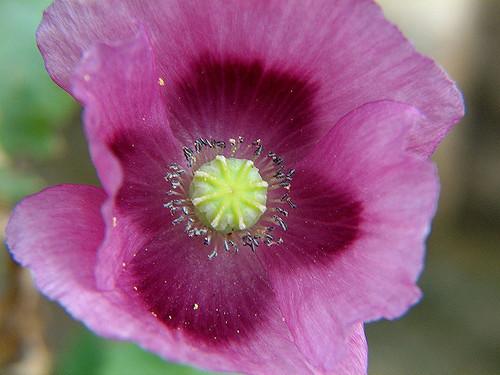 Organic Lauren's Grape Poppy - Papaver somniferum | The Living Seed Company LLC