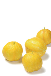 Organic Lemon Cucumber - Cucumis sativus - The Living Seed Company LLC