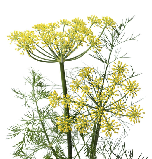 organic dill seeds for planting Organic Mammoth Dill