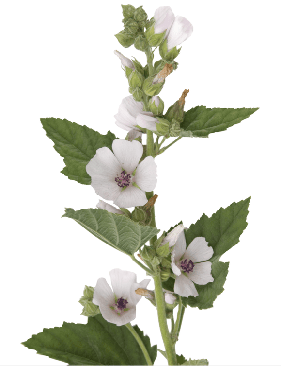 Marshmallow Seeds - (Althaea officinalis) | The Living Seed Company LLC