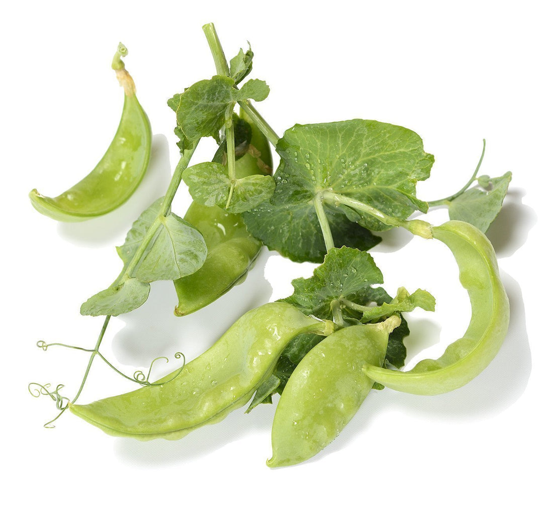 Organic Oregon Giant snow pea pods with vine tendrils, displayed on a white background; heirloom, non-GMO variety.