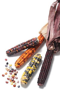 Organic Painted Mountain Corn - Zea mays | The Living Seed Company LLC