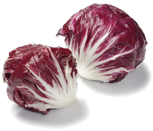 Organic Palla Rossa Radicchio Seeds - Chicorium intybus | The Living Seed Company LLC