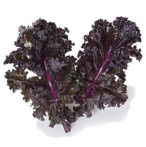Organic Purple Kale - Brassica oleracea - The Living Seed Company LLC