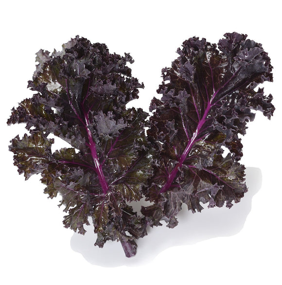 Organic Scarlet Kale Seeds - Brassica oleracea | The Living Seed Company LLC