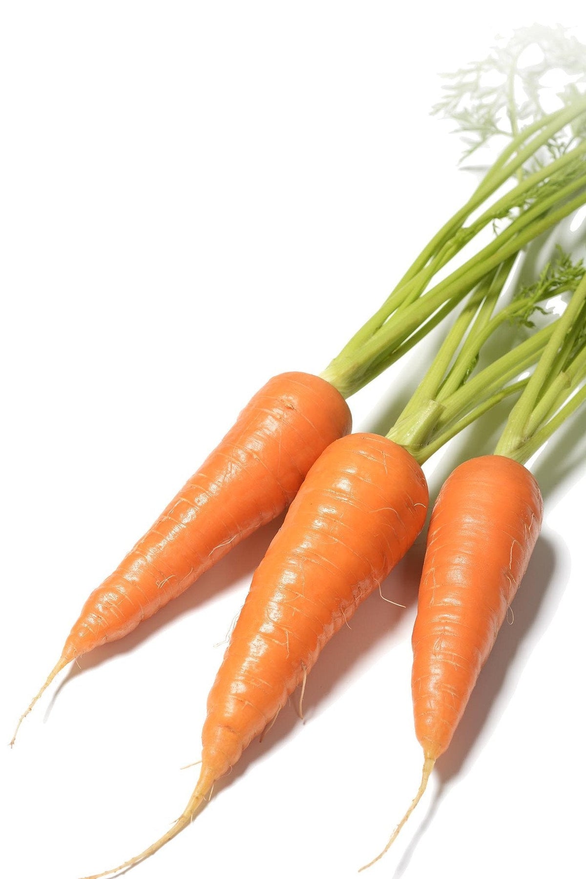 Carrot Seeds Deal deal
