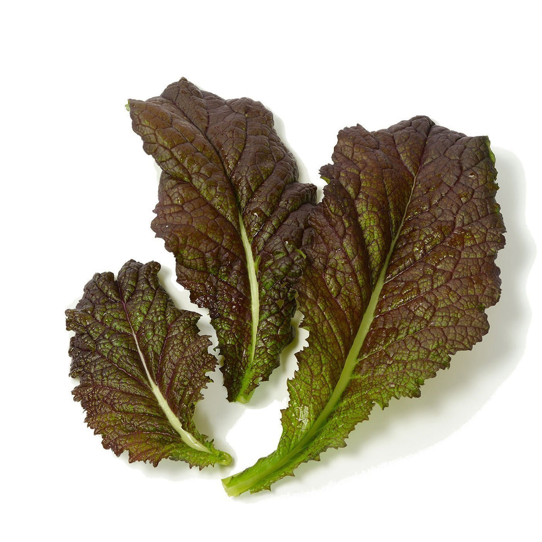 Organic Red Giant Mustard Seeds - Brassica juncea | The Living Seed Company LLC