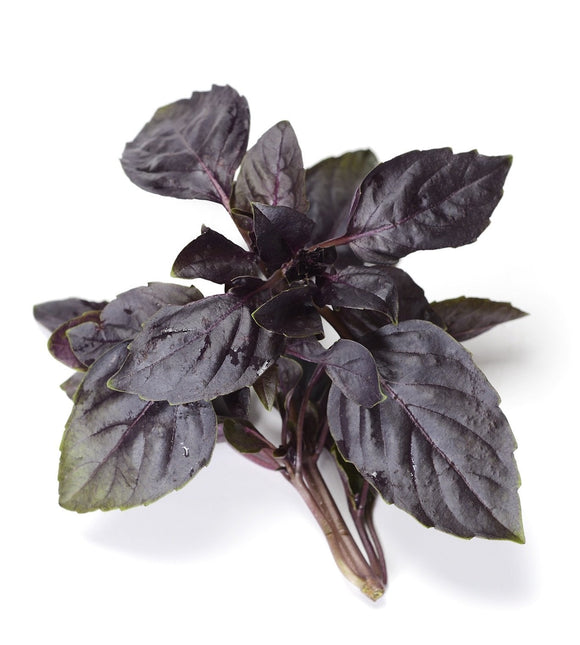 Organic Red Rubin Purple Basil - Ocimum basilicum - The Living Seed Company LLC