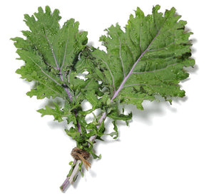 Organic Red Russian Kale - Brassica oleracea - The Living Seed Company LLC