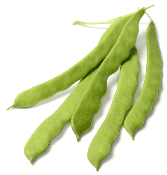 Organic Romano Bean Seeds (Phaseolus vulgaris) | The Living Seed Company LLC