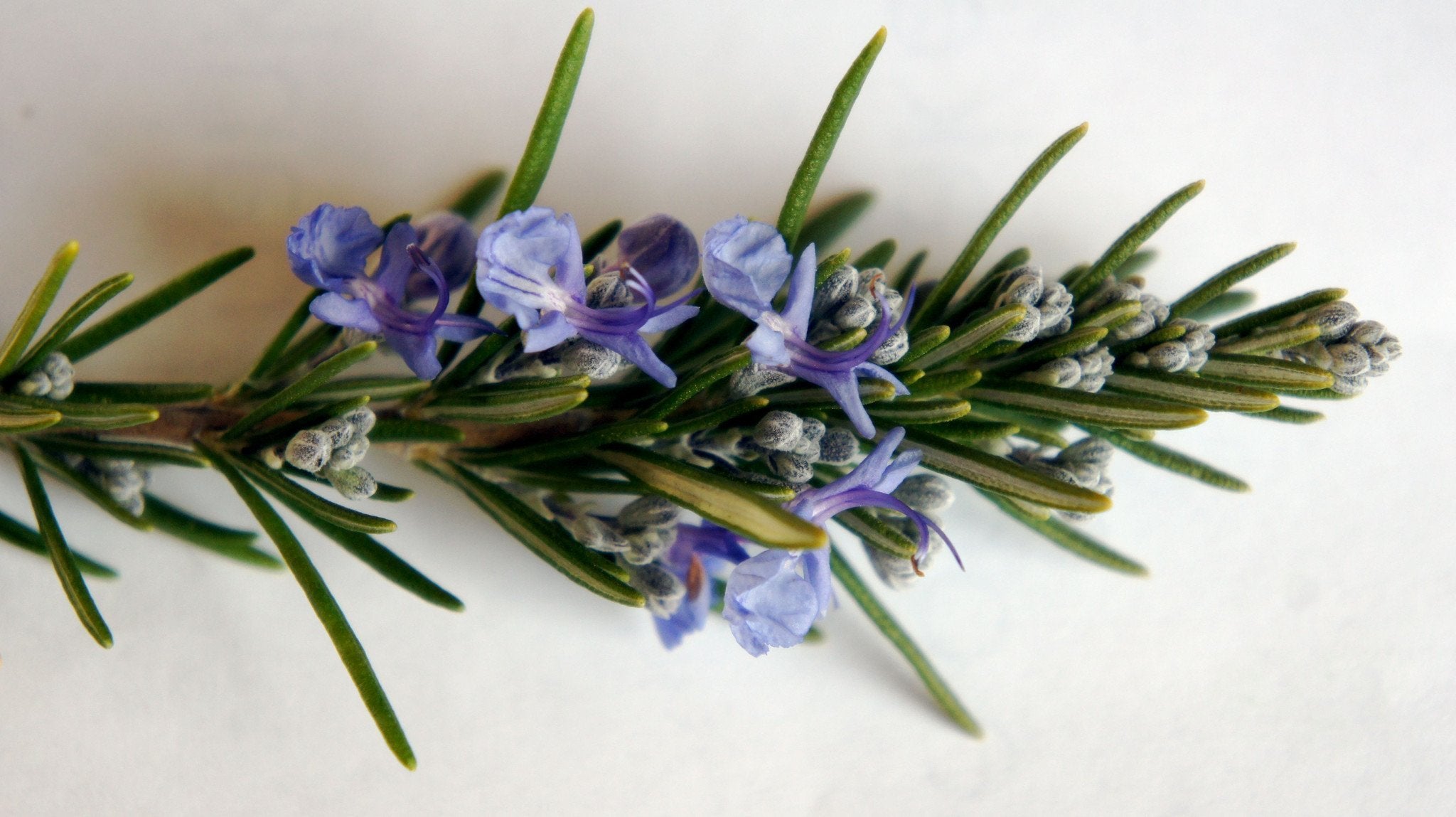 The Living Seed Company Rosemary