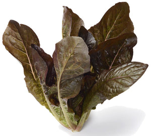Organic Rouge d’Hiver Lettuce - Lactuca sativa - The Living Seed Company LLC