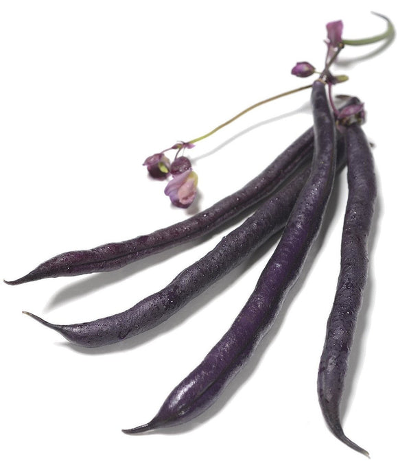 Organic Royalty Purple Bush Bean - Phaseolus vulgaris - The Living Seed Company LLC