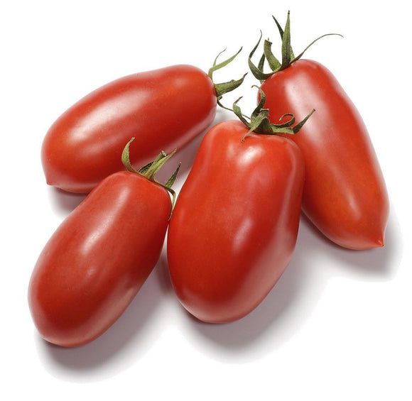 Organic San Marzano Tomato - Lycopersicon lycopersicum - The Living Seed Company LLC