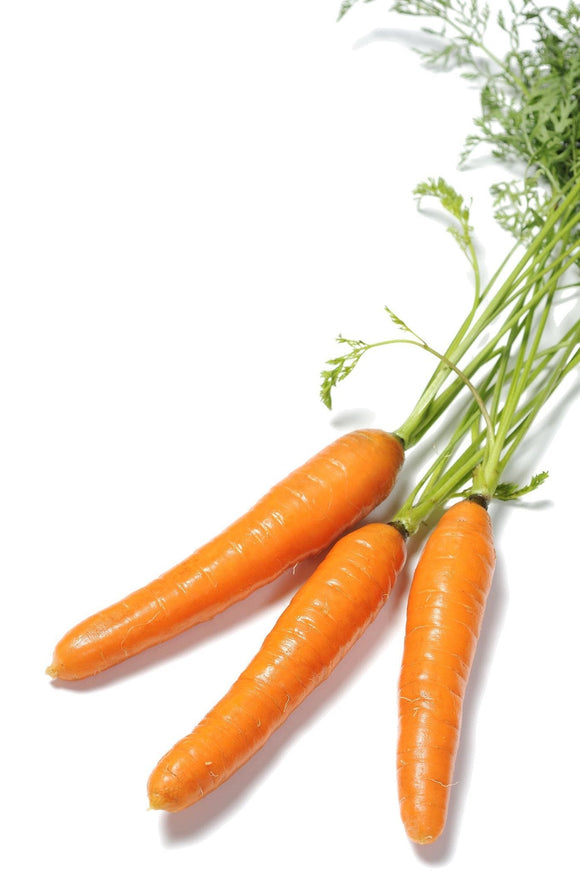 Organic Scarlet Nantes Carrot - Daucus carota - The Living Seed Company LLC