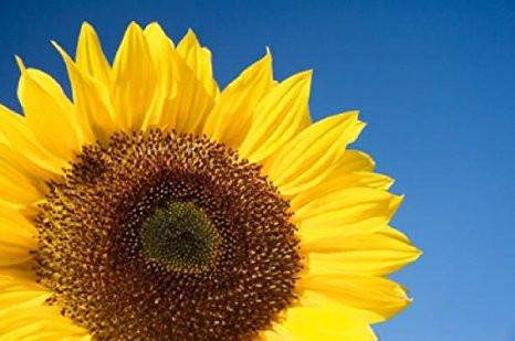 Organic Skyscraper Sunflower - Helianthus annuus | The Living Seed Company LLC