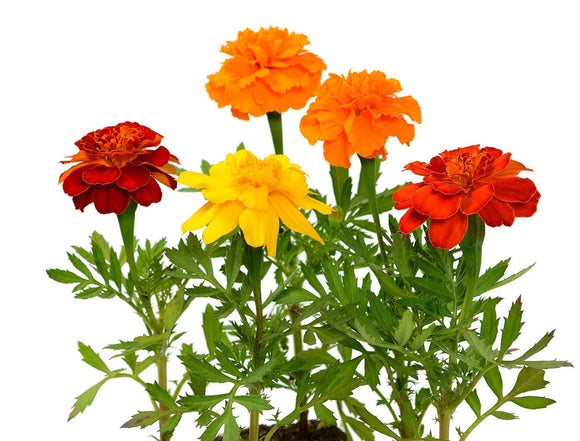 Organic Sparky French Marigold Seeds - Tagetes patula | The Living Seed Company LLC