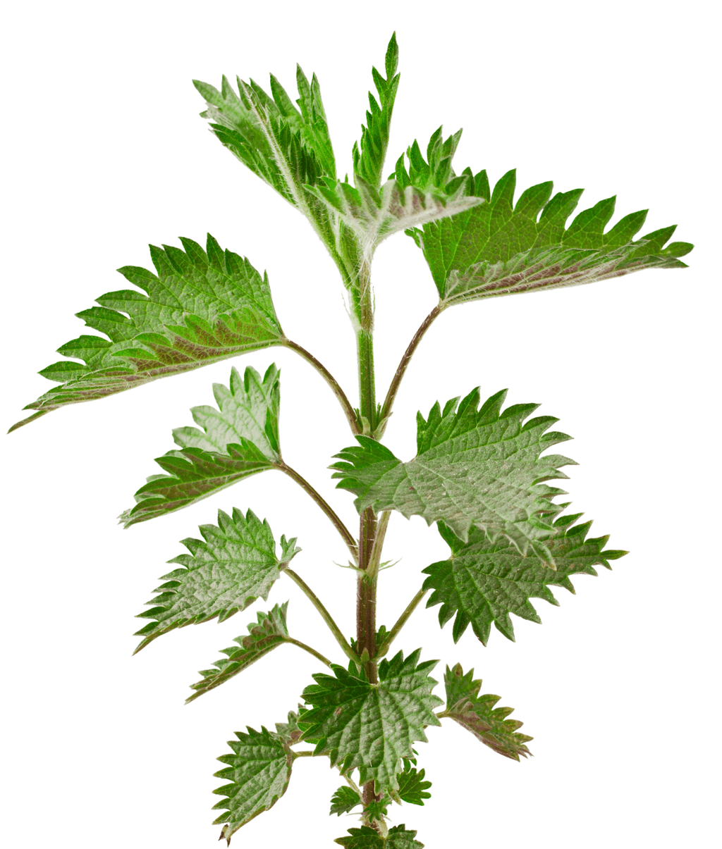 Stinging Nettle, An Ancient Medicine, Organic Seeds
