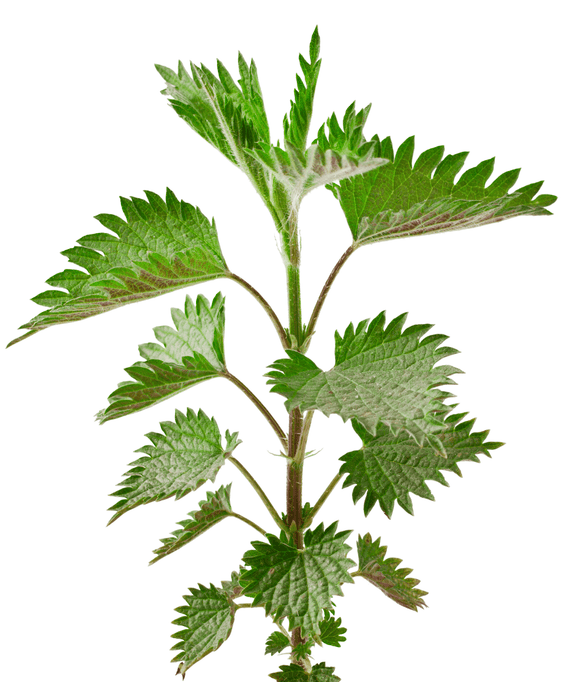 Organic Stinging Nettle Seeds (Urtica dioica) | The Living Seed Company LLC