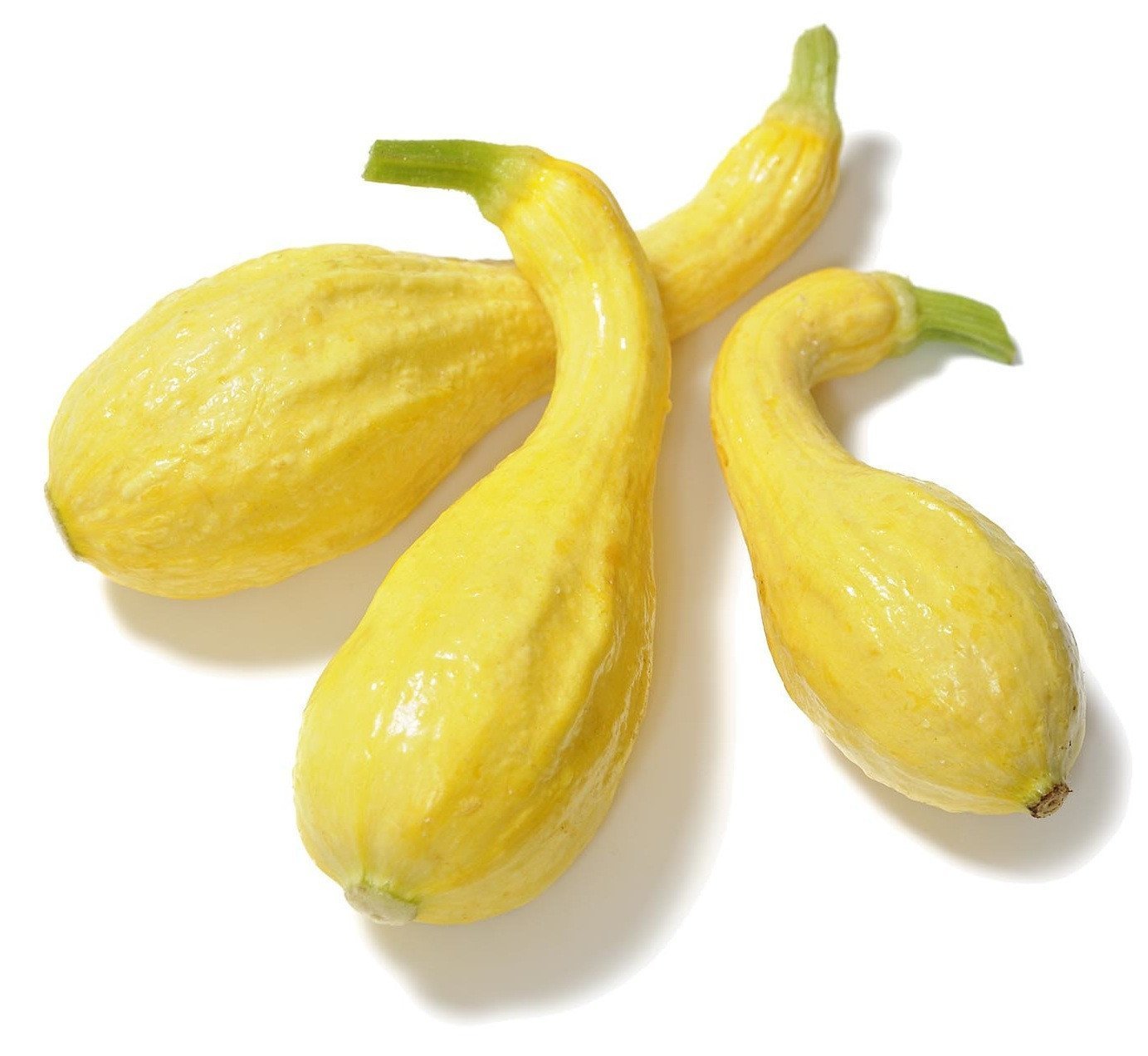 Best Organic, NonGMO Summer Crookneck Squash Seeds Buy Online The
