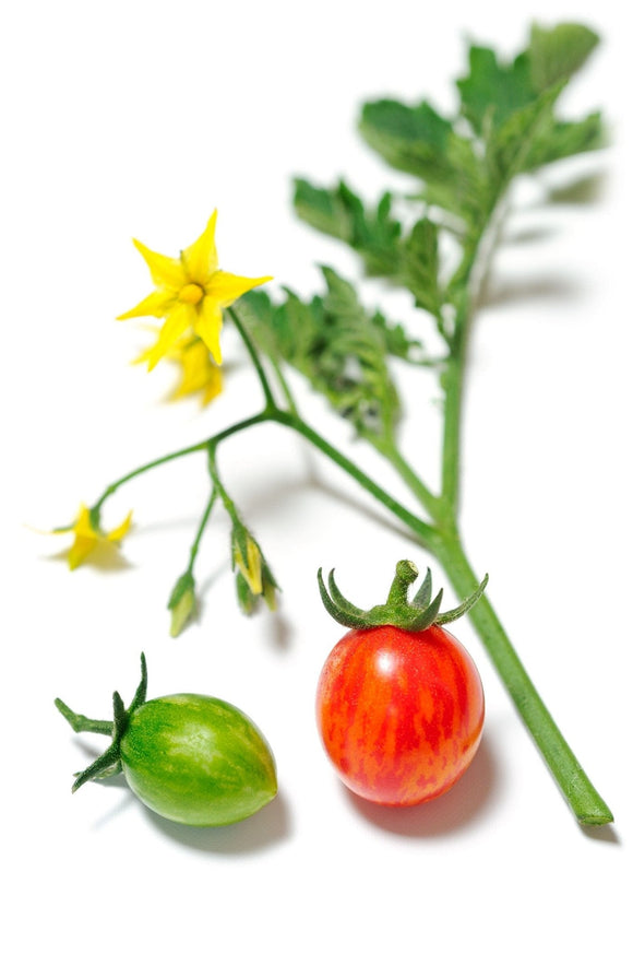 Organic Sunrise Bumble Bee Tomato - Solanum lycopersicum - The Living Seed Company LLC