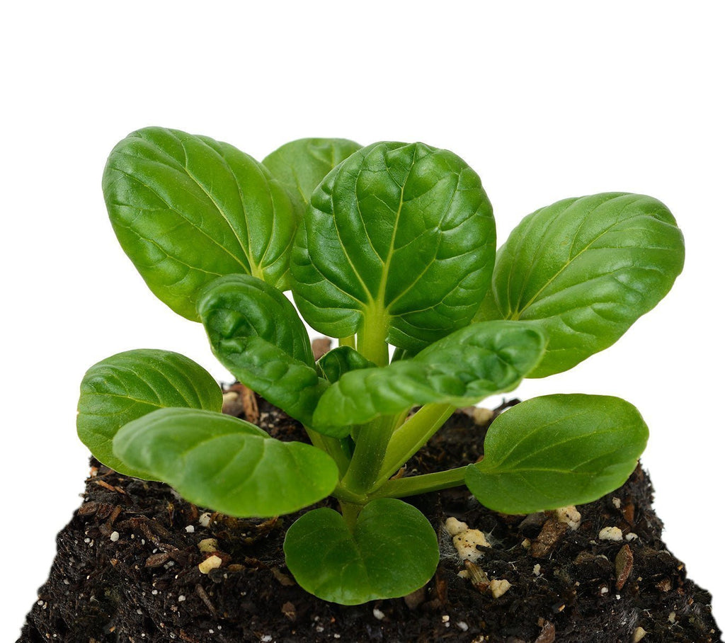 Organic Tatsoi Seeds - Asian Greens