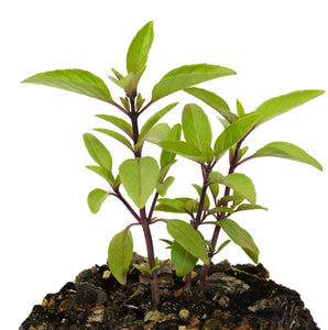 Organic Thai Basil Seeds - Ocimum basilicum | The Living Seed Company LLC