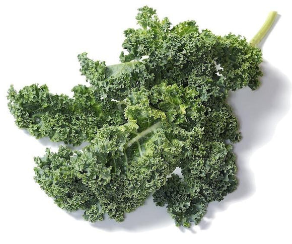 Organic Vate's Dwarf Blue Kale - Brassica oleracea - The Living Seed Company LLC