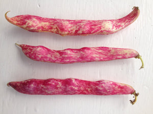 Organic Vermont Cranberry Bush Bean Seeds (Phaseolus vulgaris) | The Living Seed Company LLC