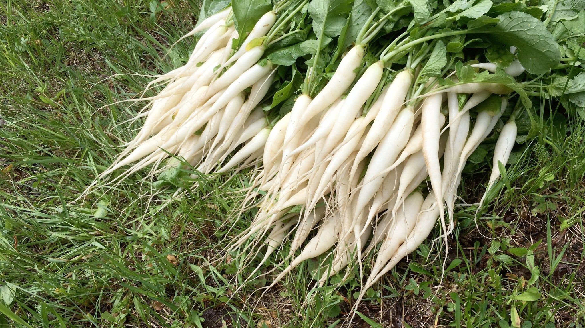 700+ White Icicle Radish Seeds – Fresh Garden Ready – Crisp & Mild Heirloom Veggie