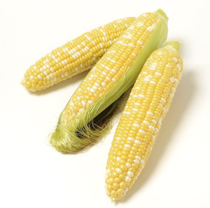 Organic Who Gets Kissed Sweet Corn - Zea mays - The Living Seed Company